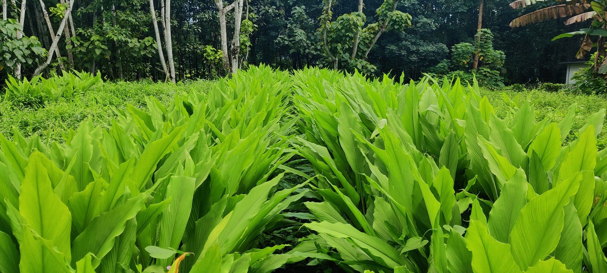 Grown by hand