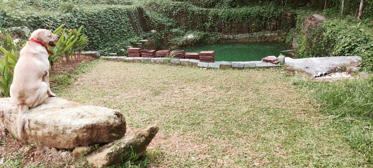 A dog relaxing in the gardens at Nature's Gold Farms